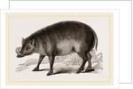 Babiroussa by Anonymous