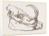 Skull o f Babiroussa by Anonymous