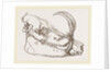 Skull o f Babiroussa by Anonymous