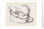 Skull o f Babiroussa by Anonymous