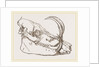 Skull o f Babiroussa by Anonymous