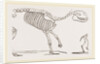 Skeleton of Palaeotherium magnum by Anonymous