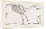Skeleton of Palaeotherium magnum by Anonymous