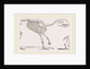Skeleton of Palaeotherium magnum by Anonymous