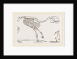 Skeleton of Palaeotherium magnum by Anonymous