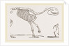 Skeleton of Palaeotherium magnum by Anonymous