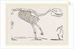 Skeleton of Palaeotherium magnum by Anonymous