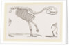 Skeleton of Palaeotherium magnum by Anonymous