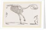 Skeleton of Palaeotherium magnum by Anonymous