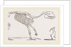 Skeleton of Palaeotherium magnum by Anonymous