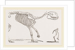 Skeleton of Palaeotherium magnum by Anonymous