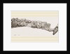 Molar teeth of upper jaw of Palaeotherium magnum by Anonymous