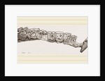 Molar teeth of upper jaw of Palaeotherium magnum by Anonymous