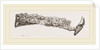 Molar teeth of upper jaw of Palaeotherium magnum by Anonymous