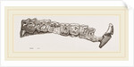 Molar teeth of upper jaw of Palaeotherium magnum by Anonymous