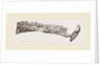 Molar teeth of upper jaw of Palaeotherium magnum by Anonymous
