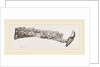 Molar teeth of upper jaw of Palaeotherium magnum by Anonymous