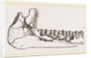 External view of part the lower jaw of Palaeotherium magnum by Anonymous