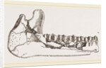 External view of part the lower jaw of Palaeotherium magnum by Anonymous