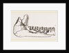 External view of part the lower jaw of Palaeotherium magnum by Anonymous