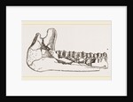 External view of part the lower jaw of Palaeotherium magnum by Anonymous