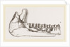 External view of part the lower jaw of Palaeotherium magnum by Anonymous