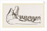 External view of part the lower jaw of Palaeotherium magnum by Anonymous