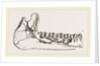 External view of part the lower jaw of Palaeotherium magnum by Anonymous