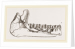 External view of part the lower jaw of Palaeotherium magnum by Anonymous
