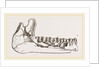 External view of part the lower jaw of Palaeotherium magnum by Anonymous