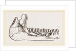 External view of part the lower jaw of Palaeotherium magnum by Anonymous