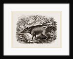 Babiroussa by Anonymous
