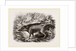 Babiroussa by Anonymous