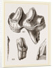 Teeth of Lophiodon by Anonymous