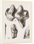 Teeth of Lophiodon by Anonymous
