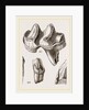 Teeth of Lophiodon by Anonymous