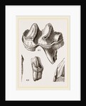 Teeth of Lophiodon by Anonymous