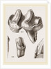 Teeth of Lophiodon by Anonymous