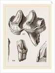 Teeth of Lophiodon by Anonymous