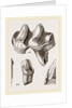 Teeth of Lophiodon by Anonymous