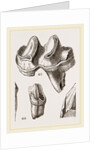 Teeth of Lophiodon by Anonymous