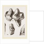 Teeth of Lophiodon by Anonymous