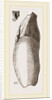 Teeth of Lophiodon by Anonymous
