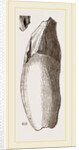 Teeth of Lophiodon by Anonymous