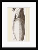 Teeth of Lophiodon by Anonymous