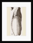 Teeth of Lophiodon by Anonymous