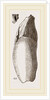 Teeth of Lophiodon by Anonymous