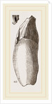 Teeth of Lophiodon by Anonymous