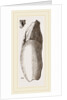 Teeth of Lophiodon by Anonymous