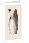 Teeth of Lophiodon by Anonymous